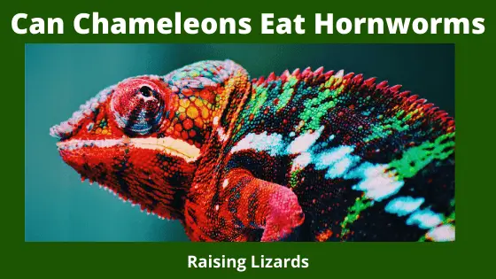 Can Chameleons Eat Hornworms _ How Many