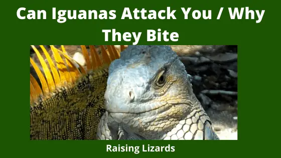 Can Iguanas Attack You _ Why They Bite
