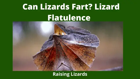 Can Lizards Fart_ Lizard Flatulence