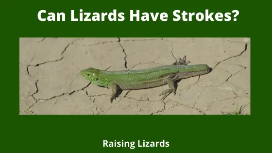 Can Lizards Have Strokes_