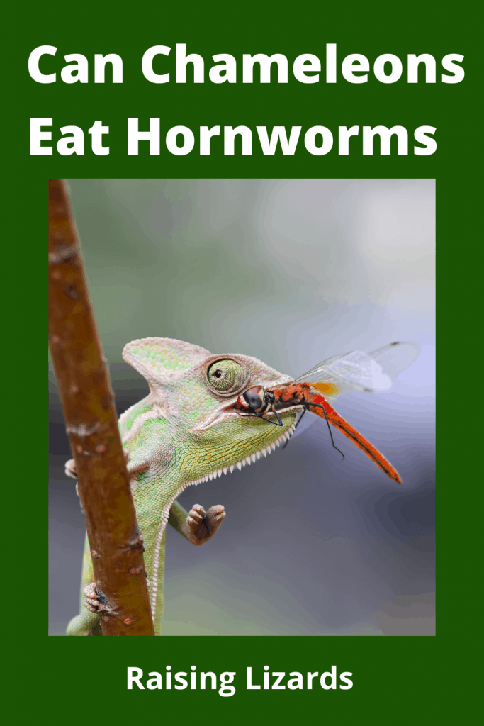 Can Chameleons Eat Hornworms