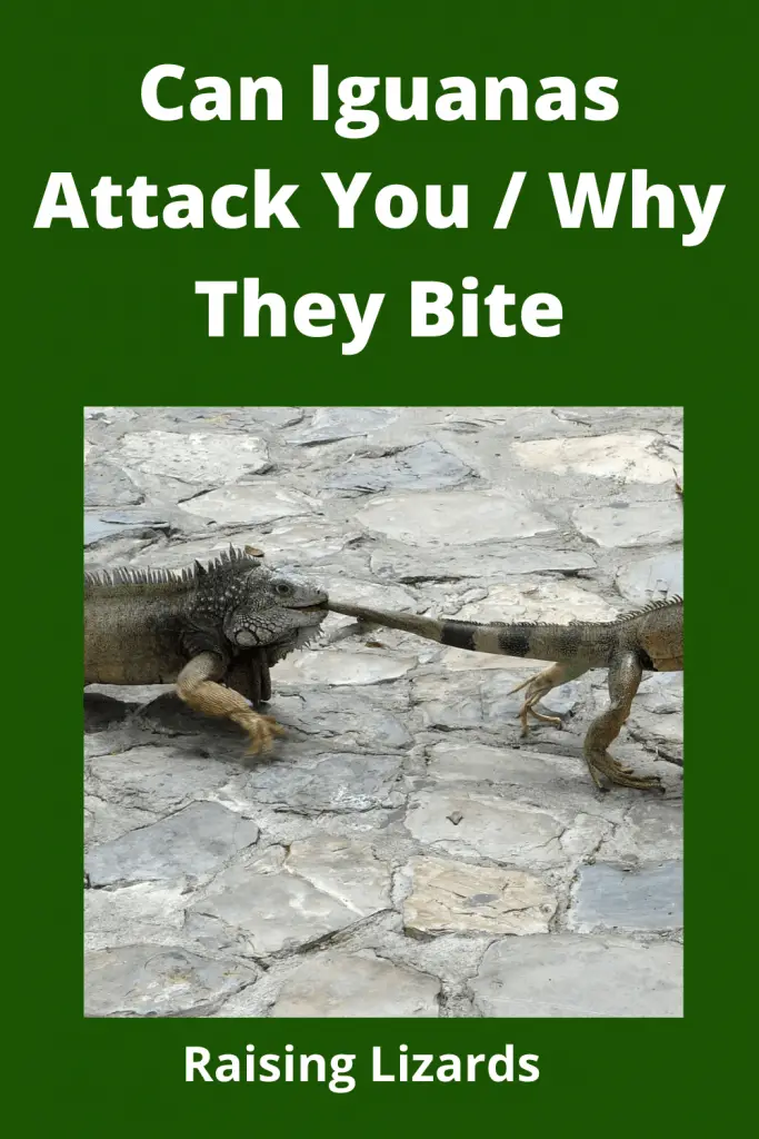 Can Iguanas Attack You 