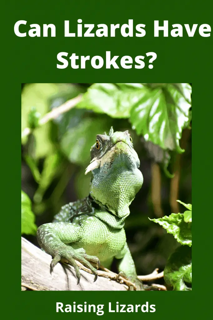 Can Lizards Have Strokes