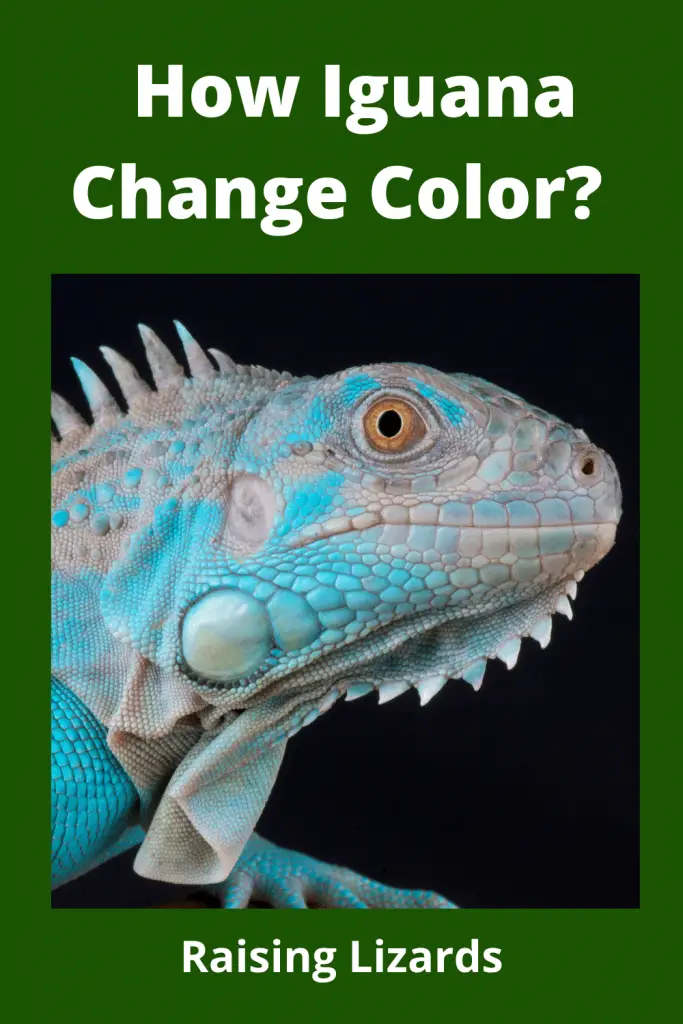 How Iguana Change Color
