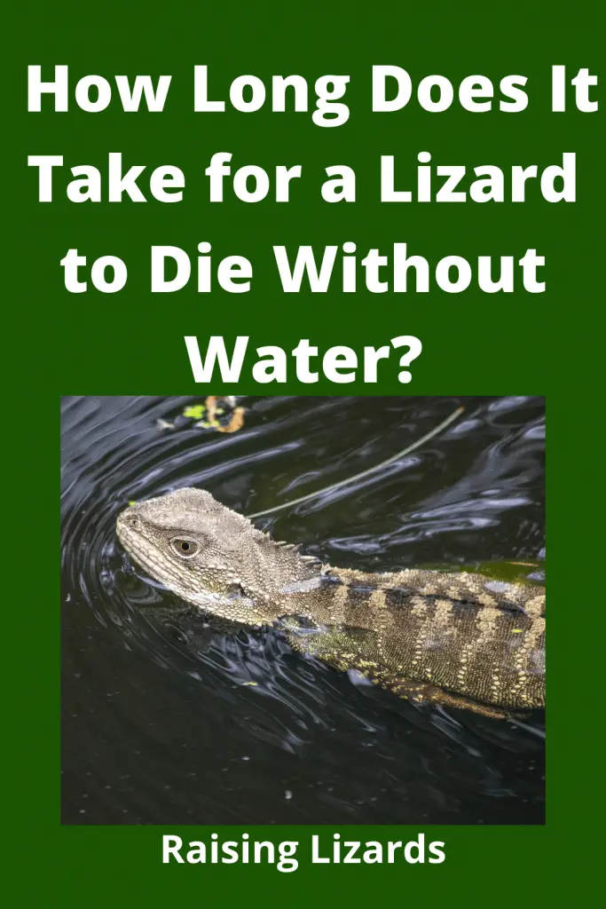 How Long Does It Take for a Lizard to Die Without Water