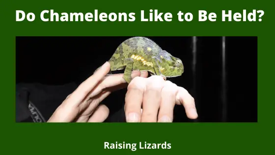 Do Chameleons Like to Be Held