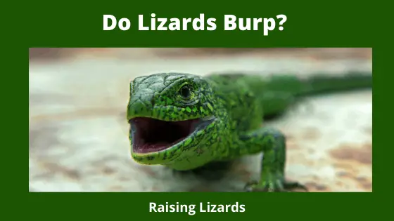 o Lizards Burp_ Building Up of Gases
