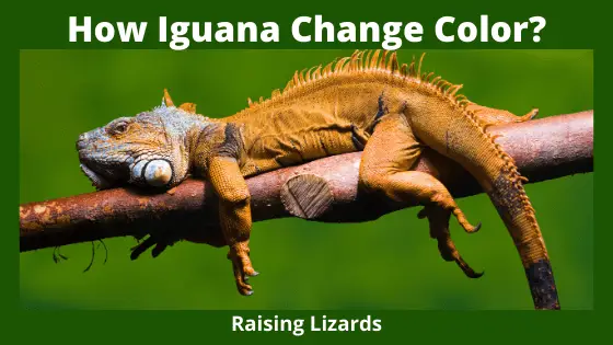 How Iguana Change Color_