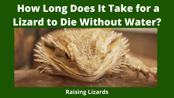 How Long Does It Take for a Lizard to Die Without Water_