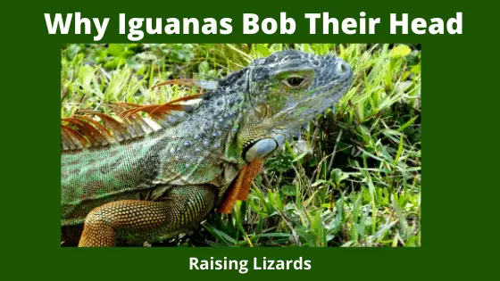 Why Iguanas Bob Their Head