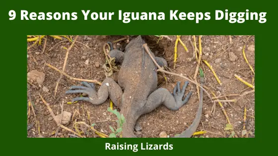 9 Reasons Your Iguana Keeps Digging
