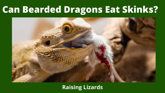 Can Bearded Dragons Eat Skinks_