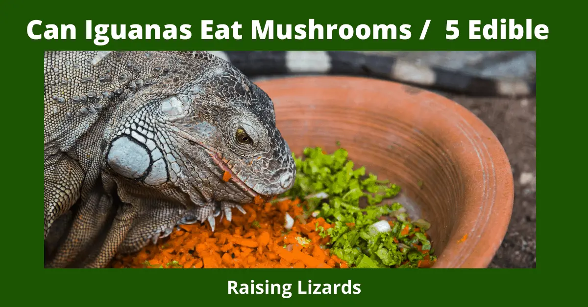 Can Iguanas Eat Mushrooms / 5 Edible Ones
