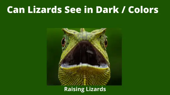 Can Lizards See in Dark _ Colors