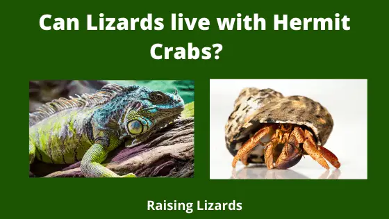 Can Lizards live with Hermit Crabs_