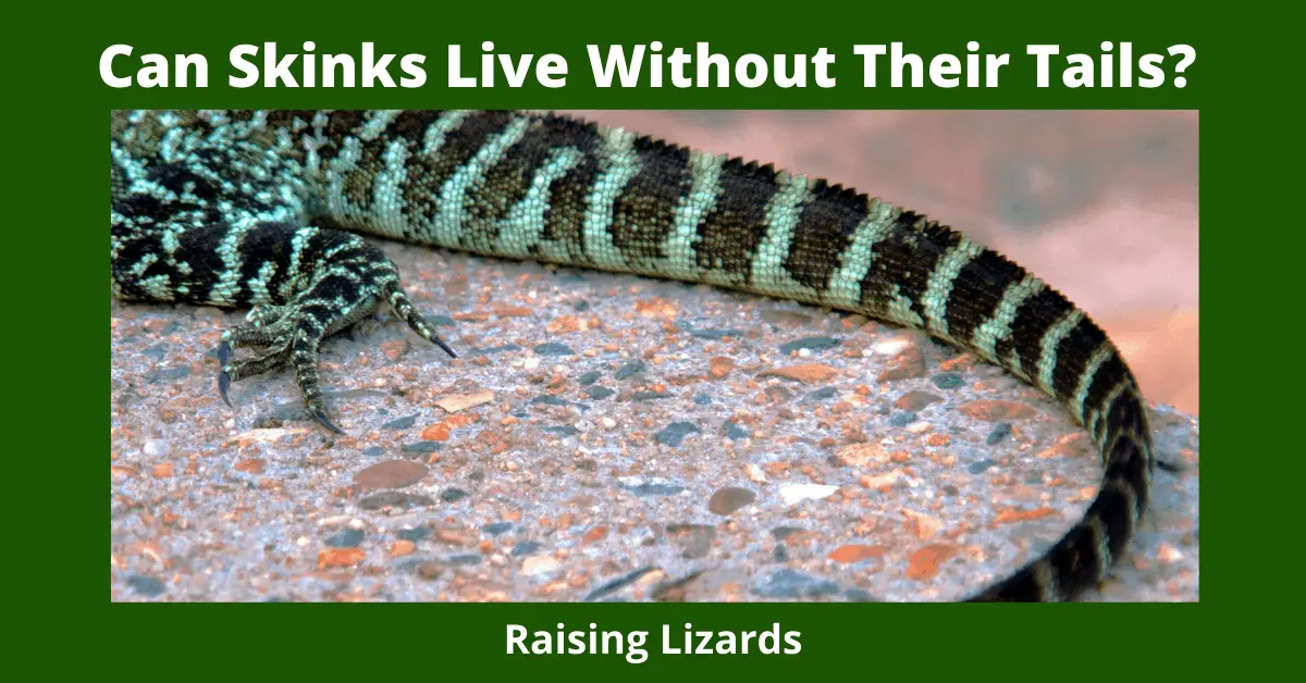 Can Skinks Live Without Their Tails_