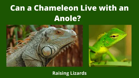 Can a Chameleon Live with an Anole