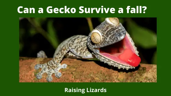 Can a Gecko Survive a fall?