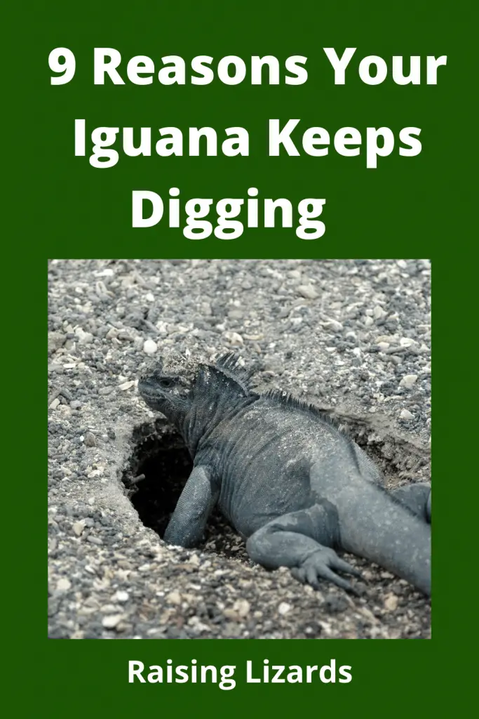 Iguana Keeps Digging