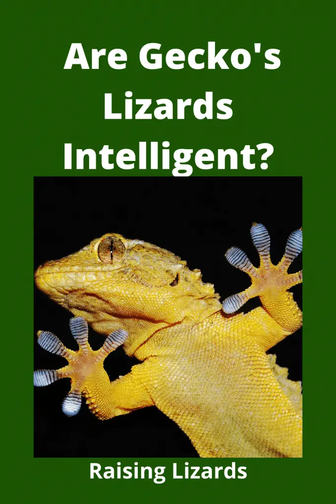 Are Gecko's Lizards Intelligent