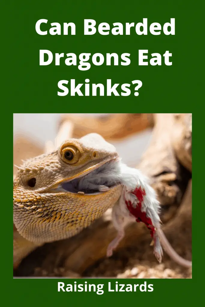Bearded Dragons Eat Skinks