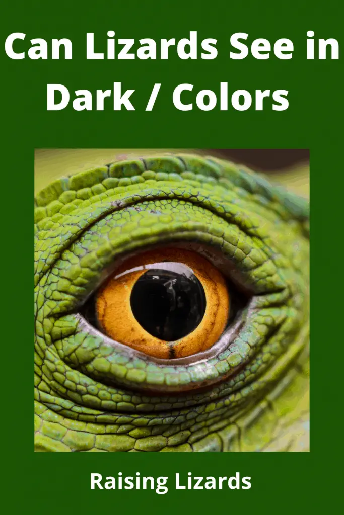 Can Lizards See in Dark 