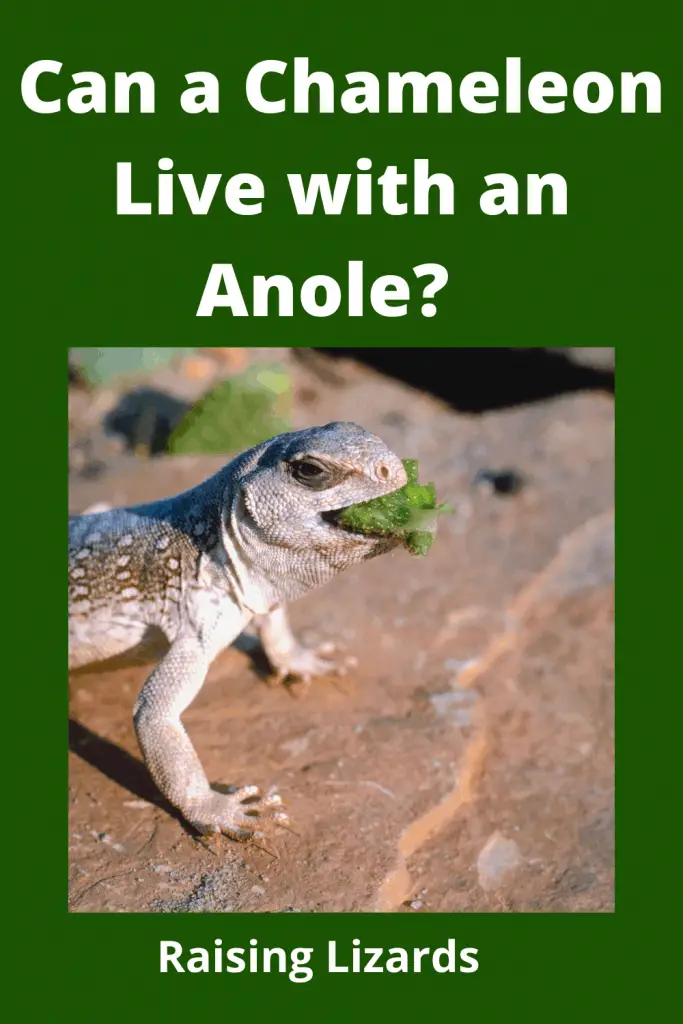 Chameleon Live with an Anole