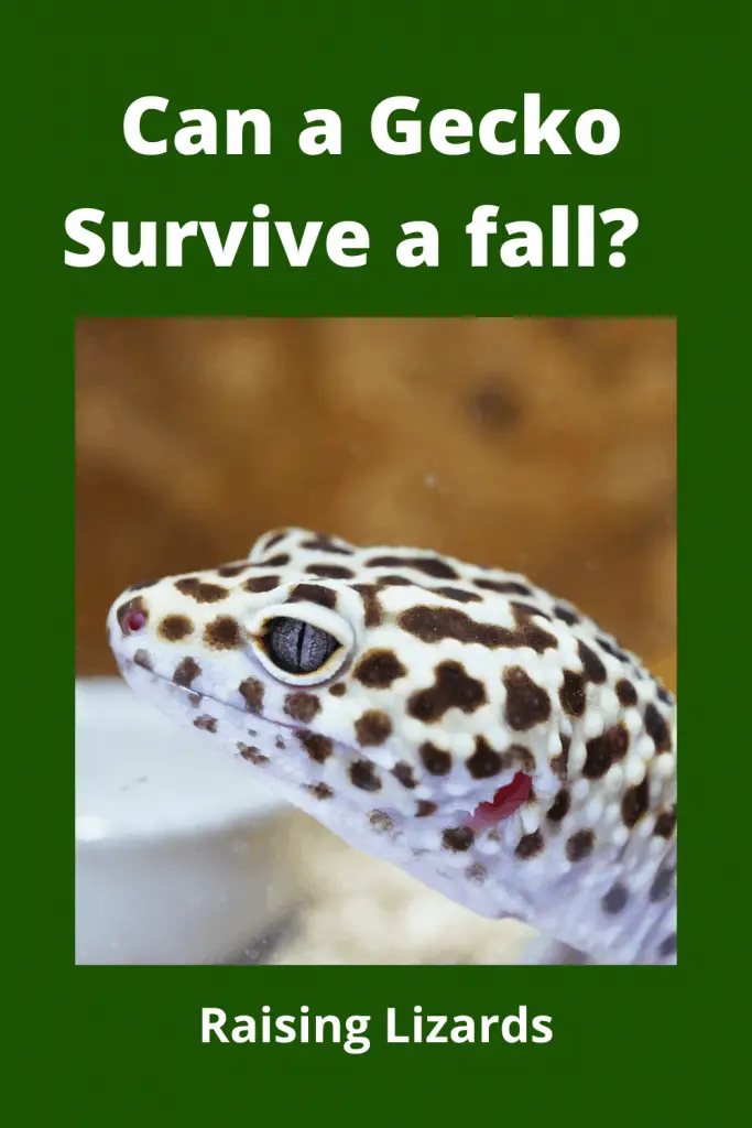 Can a Gecko Survive a fall