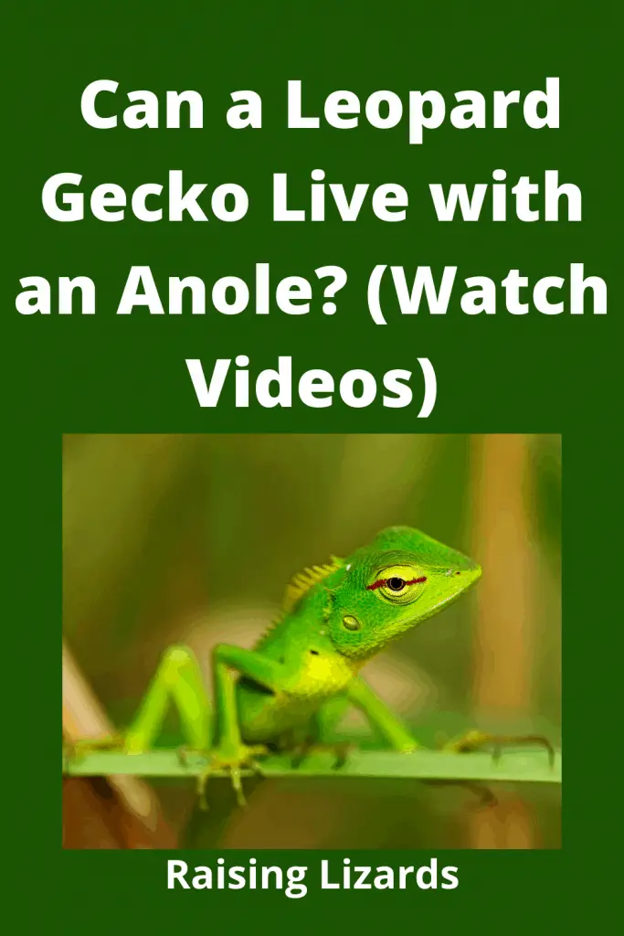 Leopard Gecko Live with an Anole?