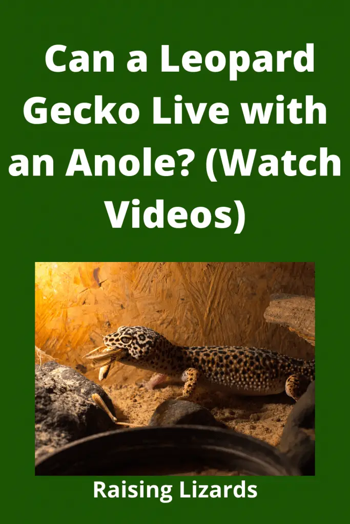 Leopard Gecko Live with an Anole