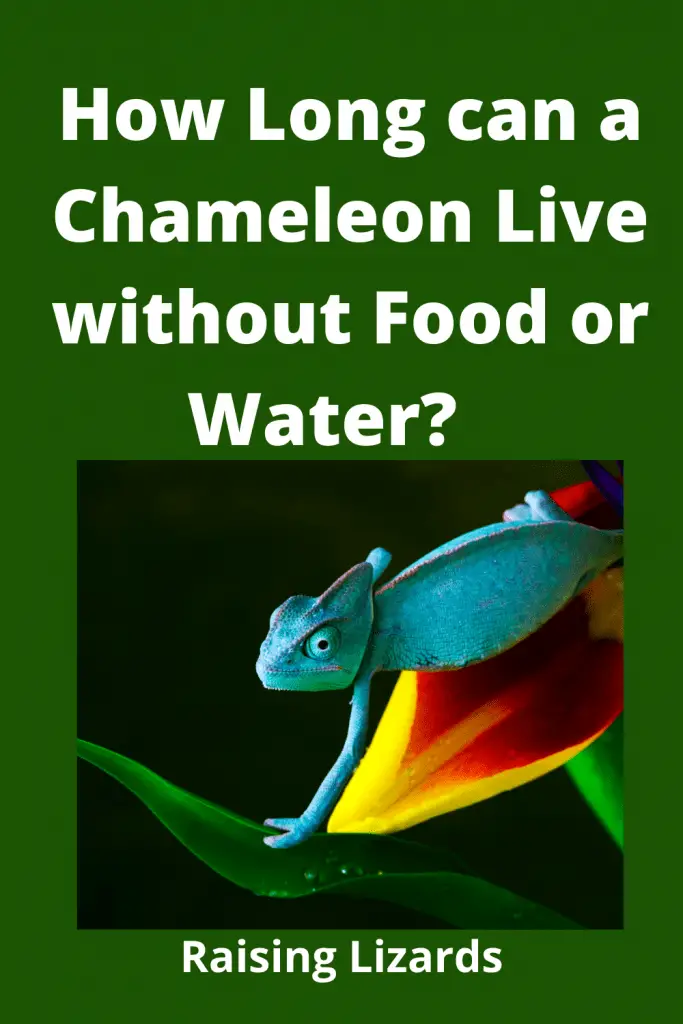 How Long can a Chameleon Live