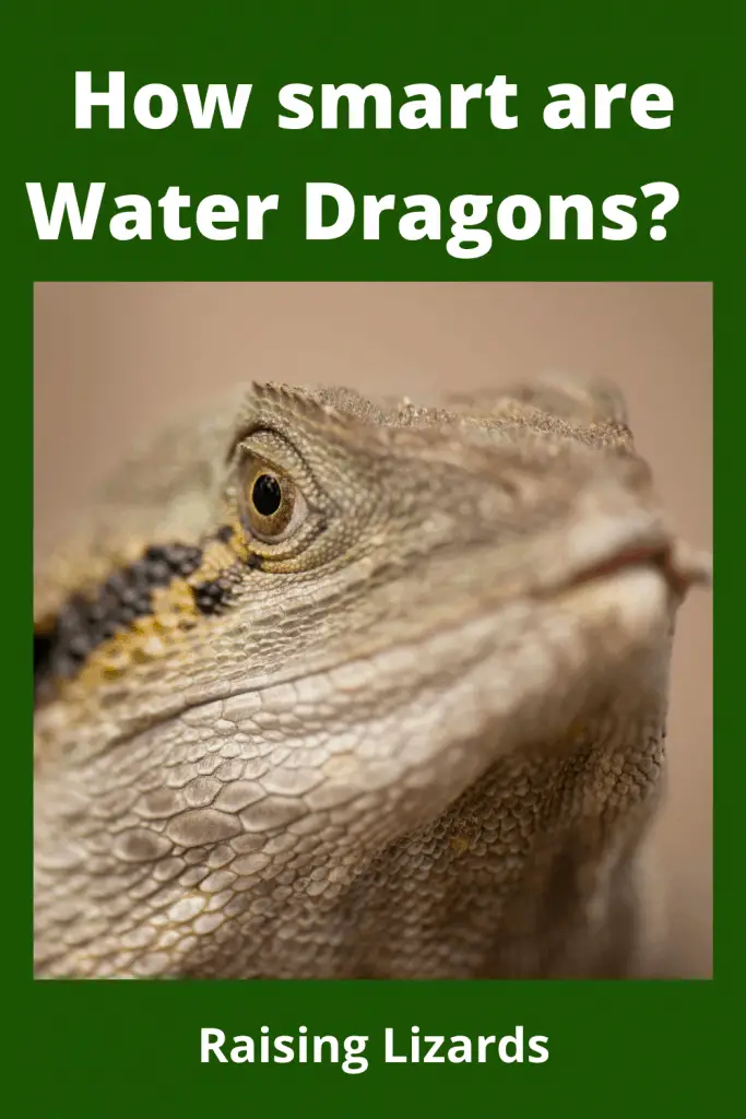 How smart are Water Dragons