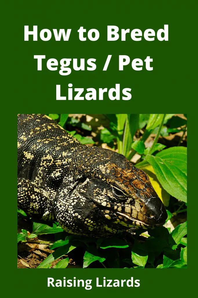 How to Breed Tegus