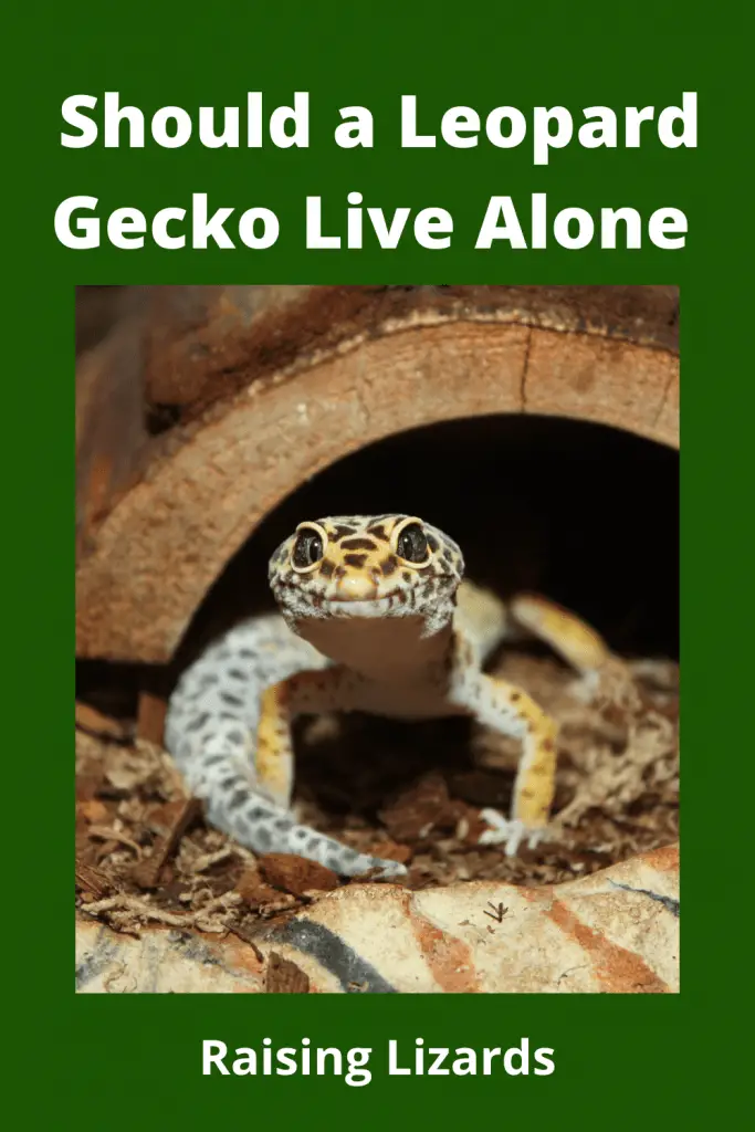 Can Leopard Gecko Live Alone