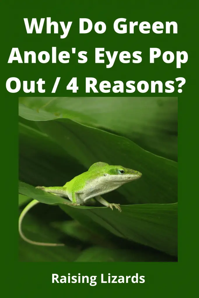 Anole's Eyes Pop Out 