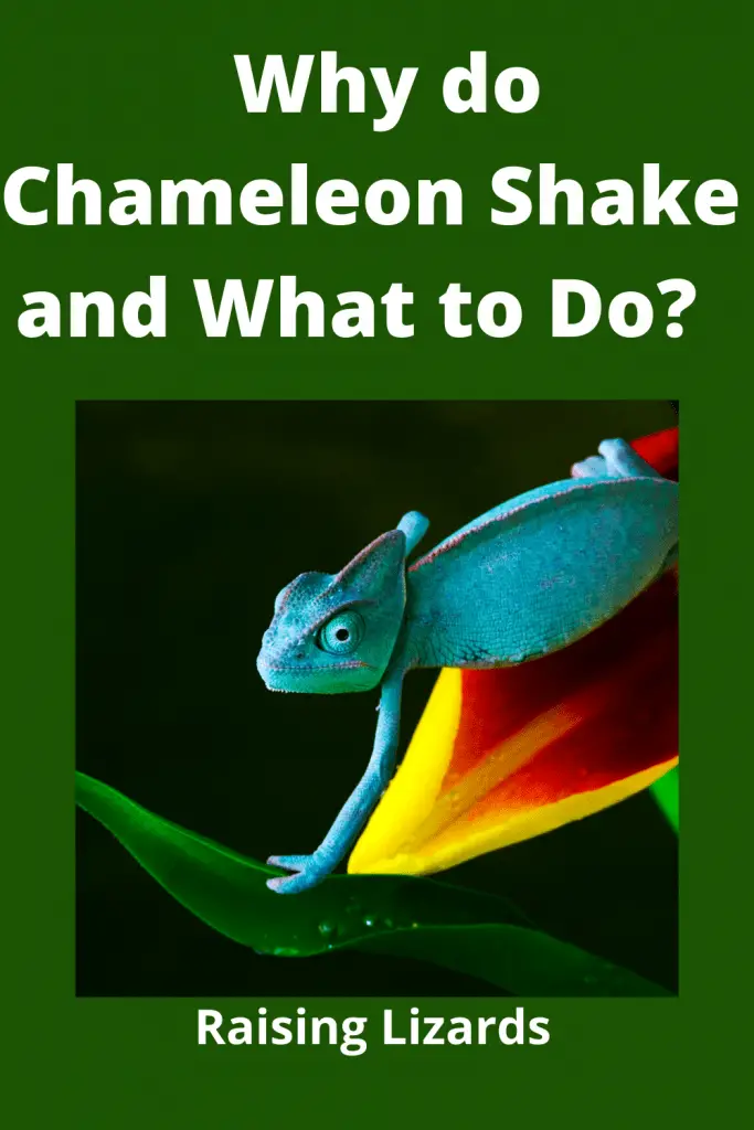 Why Do Chameleon Shake