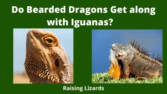 Do Bearded Dragons Get along with Iguanas - Needs Adjustments_