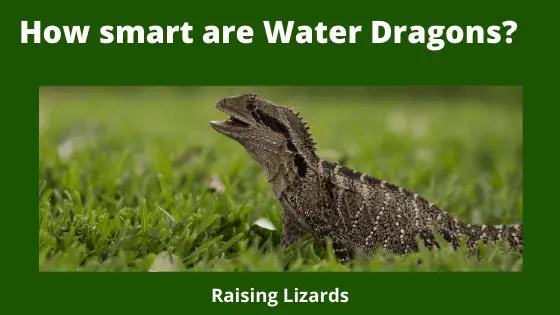 How smart are Water Dragons_