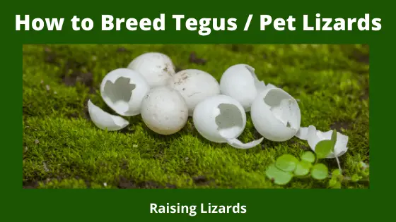 How to Breed Tegus _ Pet Lizards