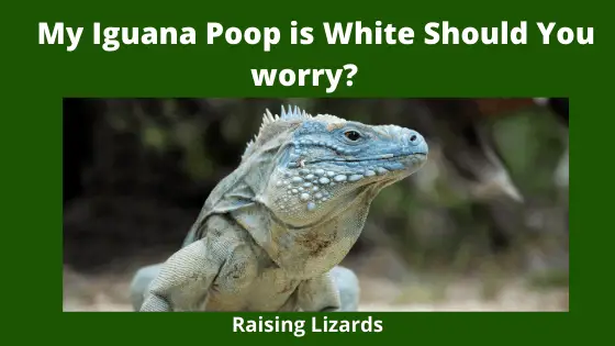 My Iguana Poop is White Should You worry_