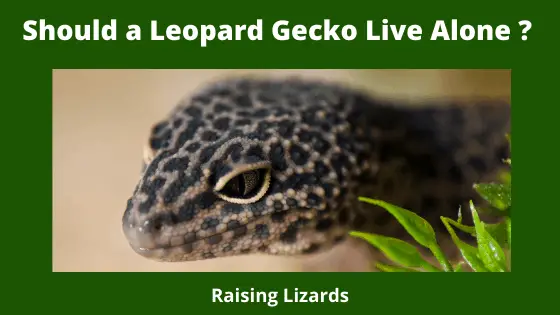 Should a Leopard Gecko Live Alone