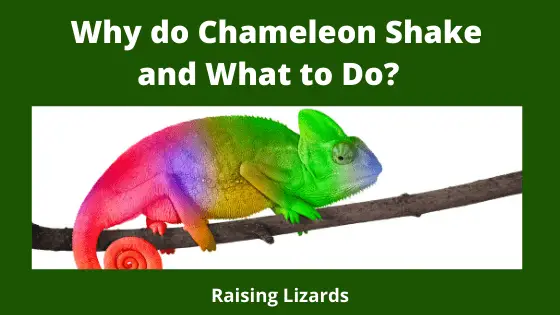 Why do Chameleon Shake and What to Do_ Ricketts