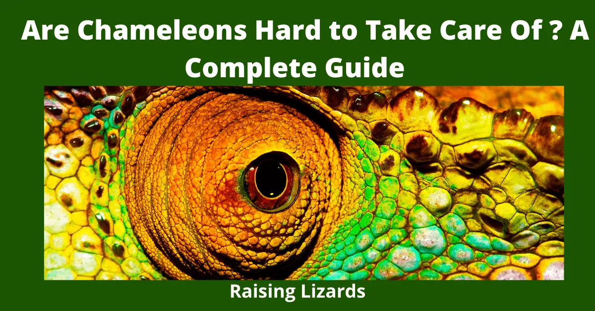 Are Chameleons Hard to Take Care Of? A Complete Guide