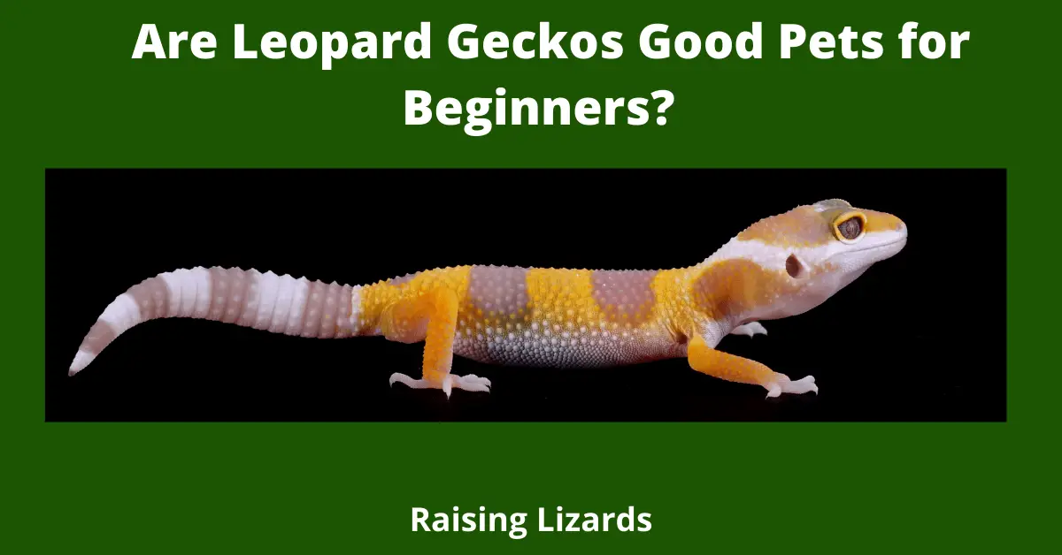 Are Leopard Geckos Good Pets for Beginners?