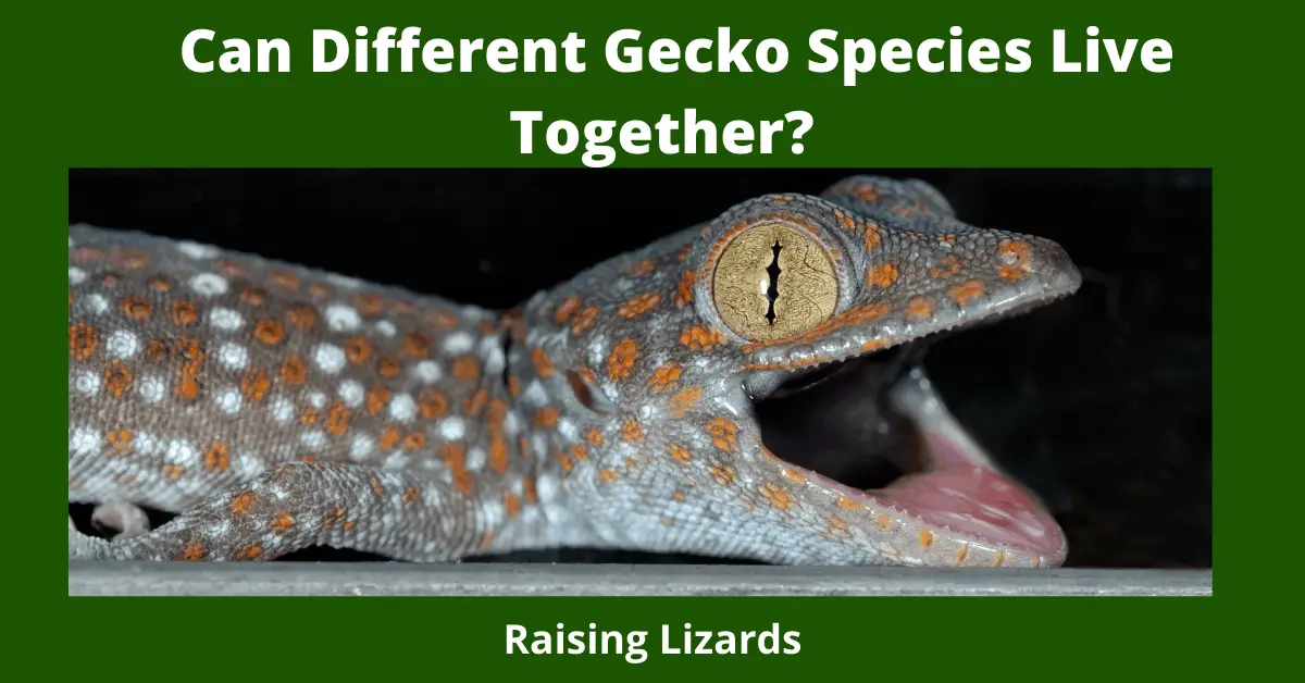 Can Different Gecko Species Live Together?