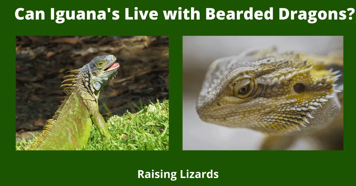 Can Iguana's Live with Bearded Dragons_