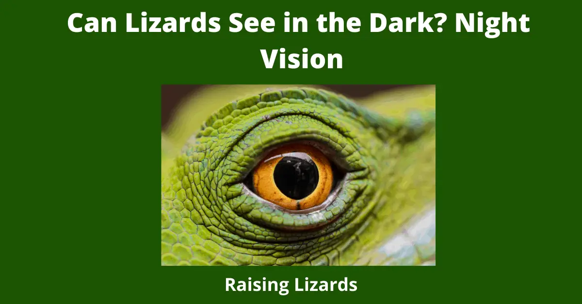 Can Lizards See in the Dark? Night Vision