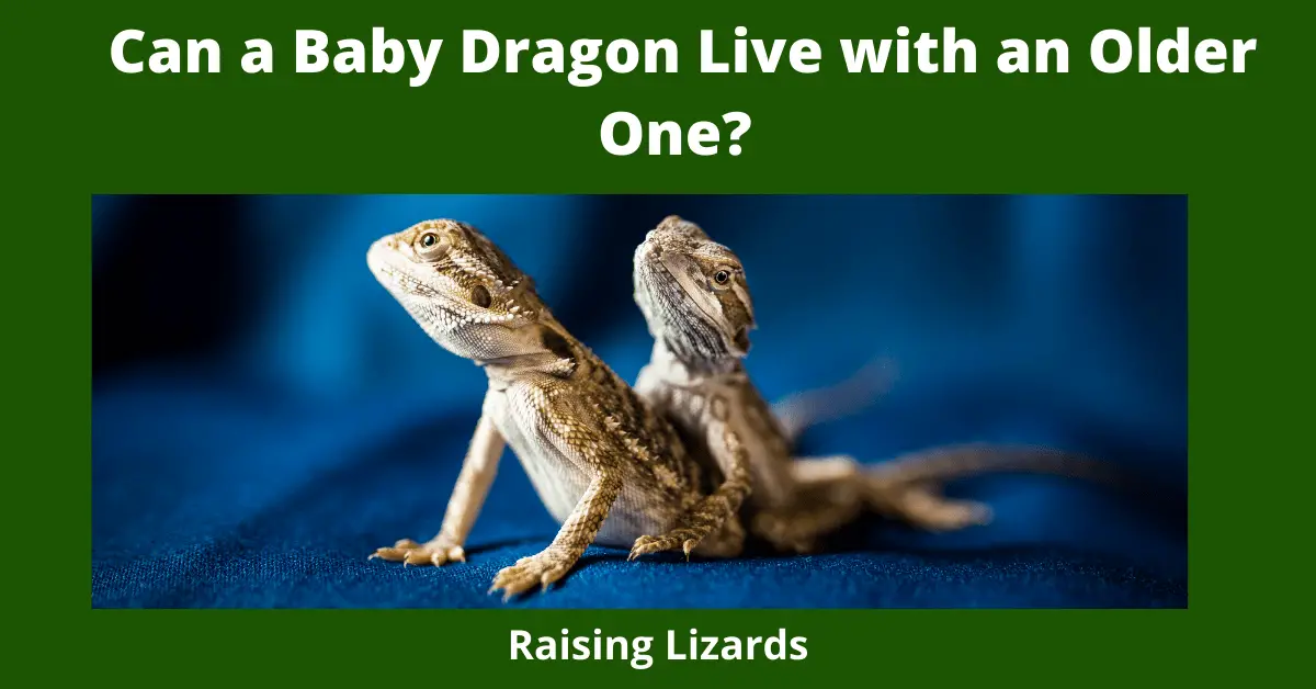 Can a Baby Dragon Live with an Older One?