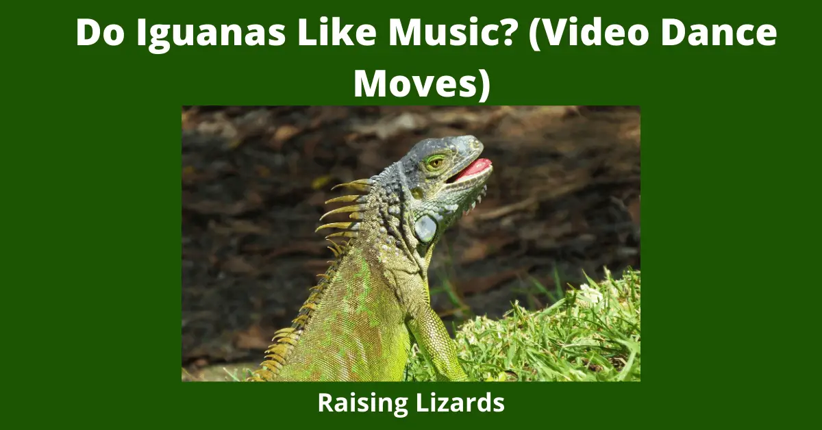 Do Iguanas Like Music? (Video Dance Moves)