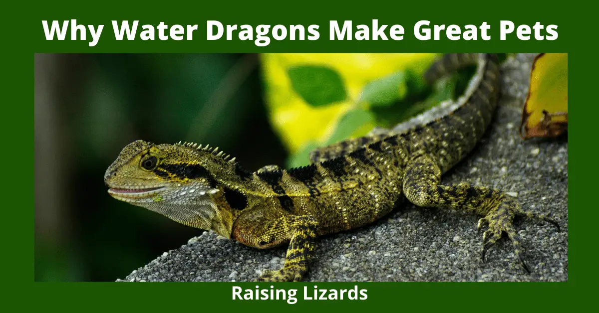 Why Water Dragons Make Great Pets